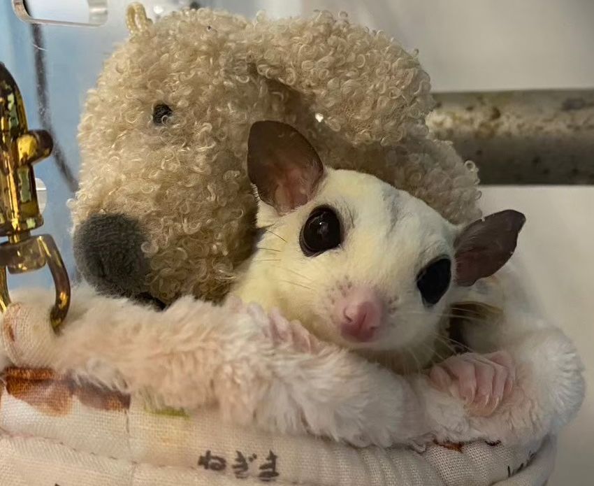 フクロモモンガとぬいぐるみ。小さな袋から顔を出している様子
