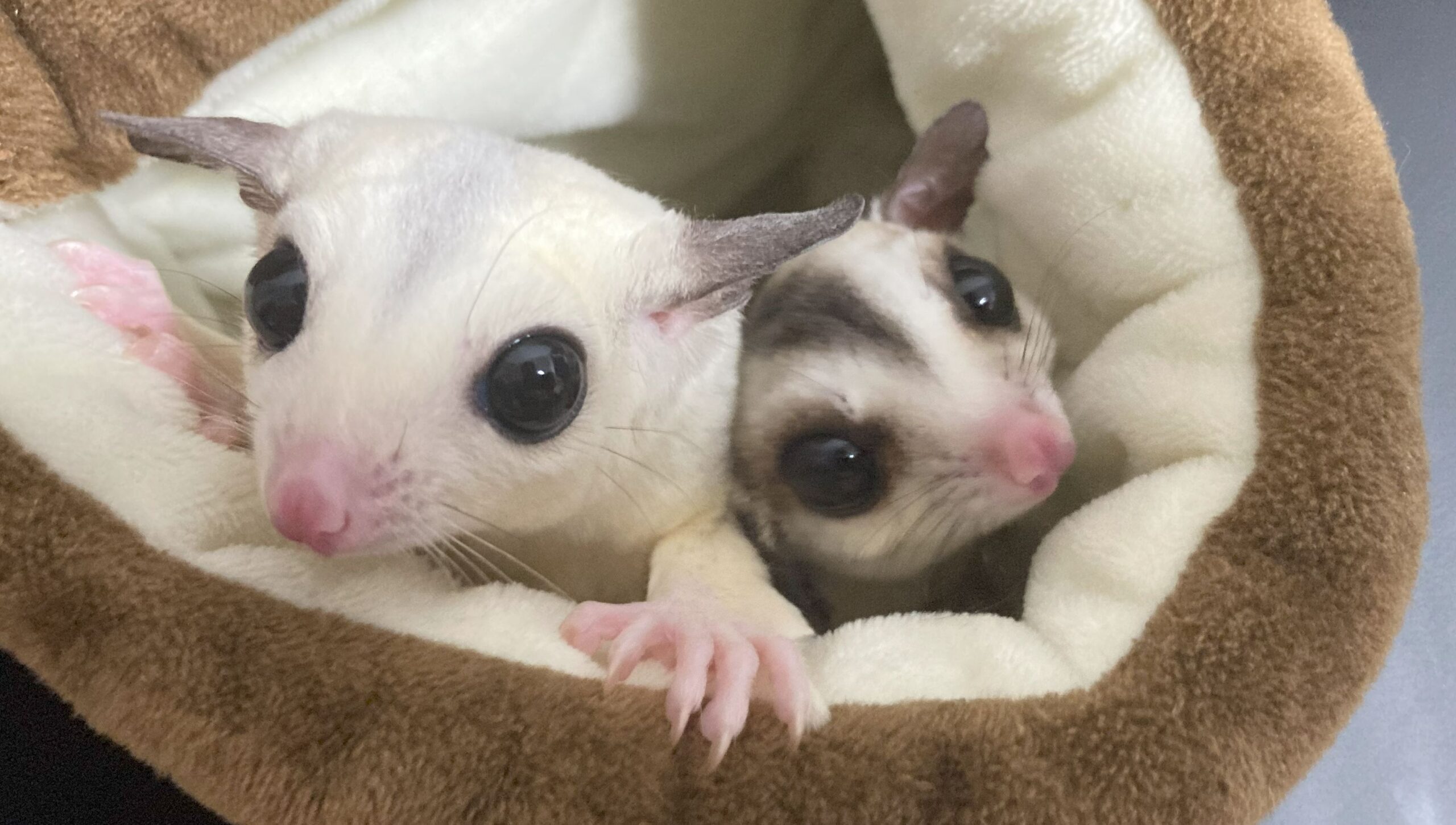飼育している2匹の可愛いフクロモモンガ