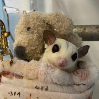 フクロモモンガのプロフィール写真